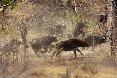 Simbabwe gilt heute als Geheimtipp unter Auslandsjägern. Hier werden zu vergleichs­weise günstigen Preisen erstklassige Safaris ange­boten, die wirklich nichts vermissen lassen