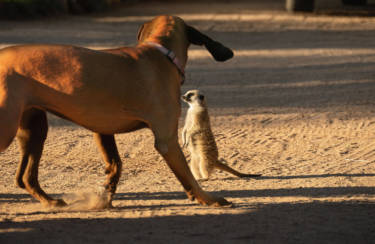 The tame meerkat from the neighboring farm. Within six months, it went from foundling to boss of all the farm dogs.