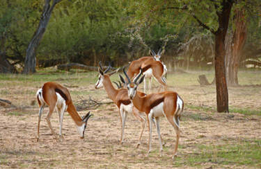 Springboks are frequent visitors in front of the chalets’ terraces.