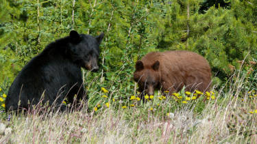 Black bears, one with black and one with brown fur, on the outskirts of the rifle range