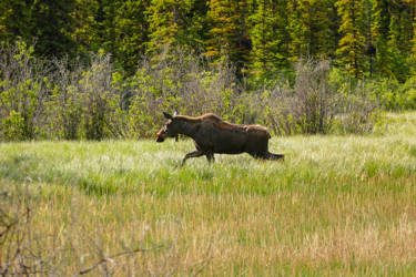 Elch in Atlin