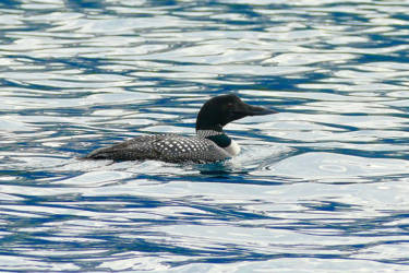 Eistaucher (Loon)