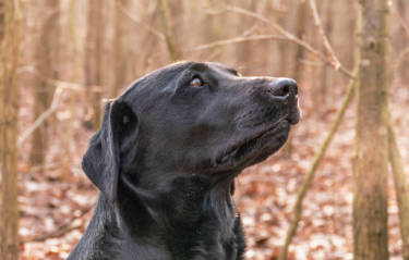 Lászlós Labraodorhündin Der kann das Kommando zur Suche nach den Wintertrüffeln kaum erwarten.