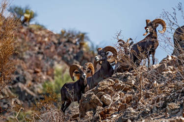 Wüsten-Bighorn­schafe auf Carmen Island