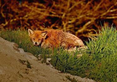 Büsche sind kein ausreichender Kugelfang für Büchsengeschosse. Dank des Schrotlaufes der Bockbüchsflinte konnte dieser von Räude schwer gezeichnete Fuchs dennoch sicher erlegt werden