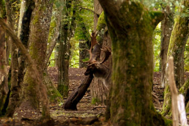 Ein mittelalter Hirsch