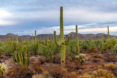 Landscape Sonora