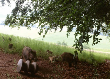 Wildbewegung aufs Smartphone gesendet