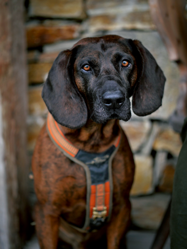 Hannoverscher Schweißhund