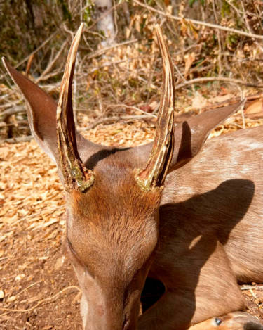 Passion Brocket Deer